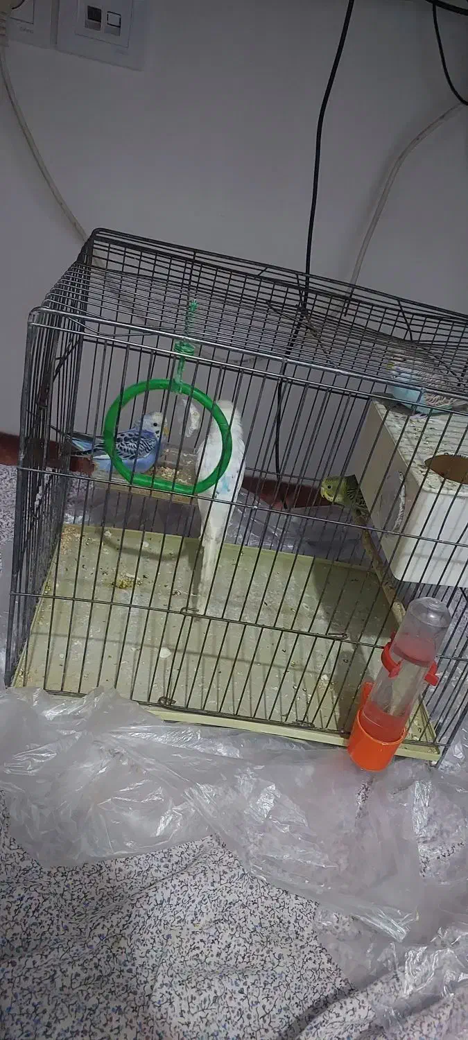 مرغ عشق|پرنده|باسمنج, |دیوار