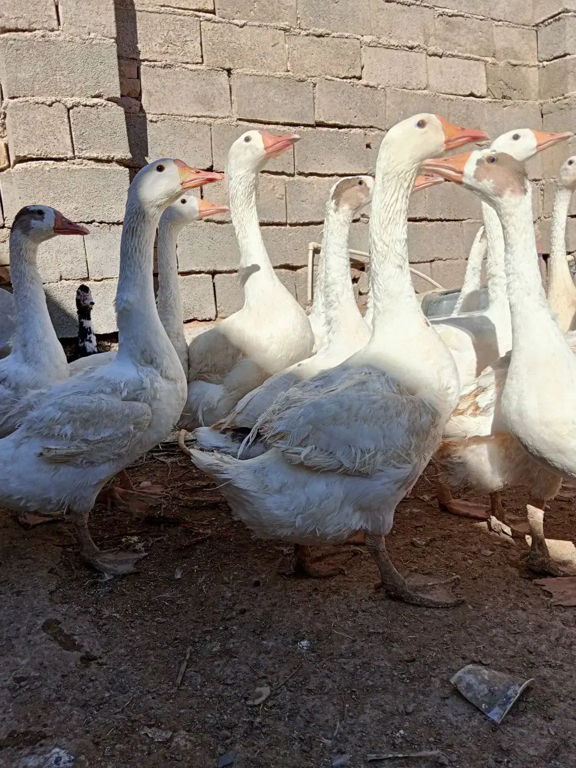 قو غاز اصل|حیوانات مزرعه|زابل, |دیوار