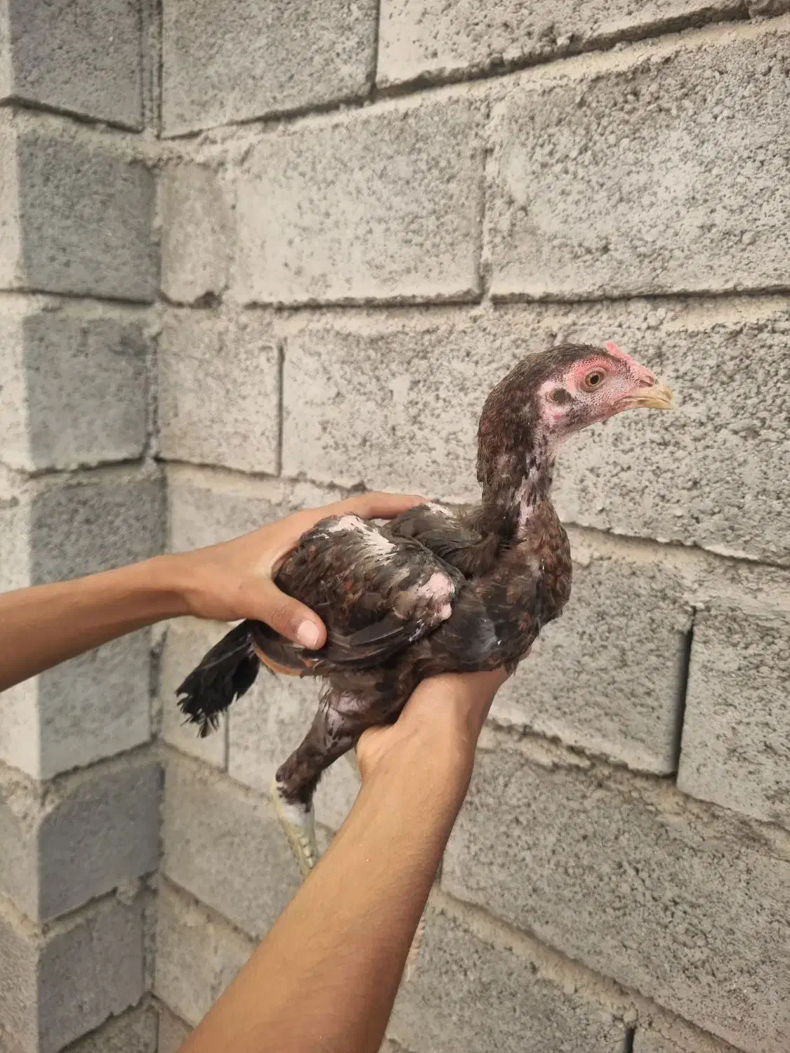 جوجه لاری چابهاری|حیوانات مزرعه|میناب, |دیوار