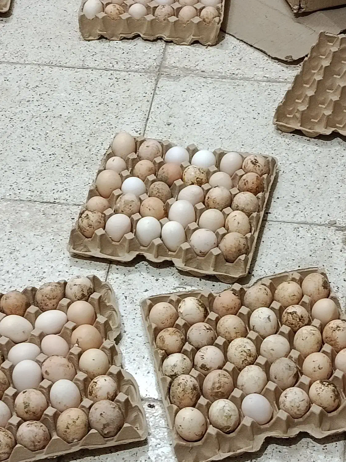 تخم مرغ بومی|خوردنی و آشامیدنی|خمینی‌شهر, |دیوار