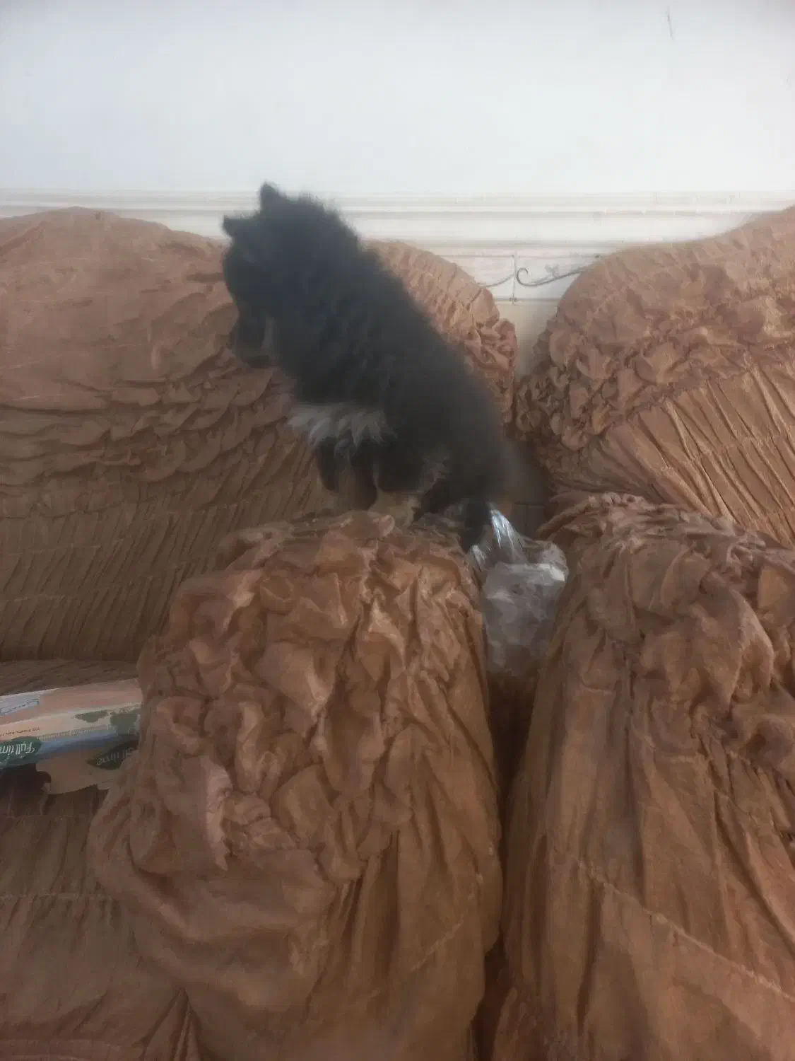 پامر خرسی|سگ|بم, |دیوار