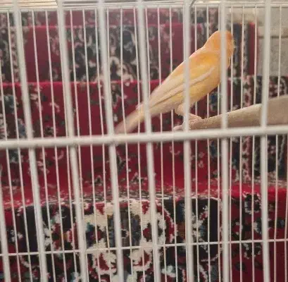 قناری نروماده|پرنده|مشهد, فتح المبین|دیوار