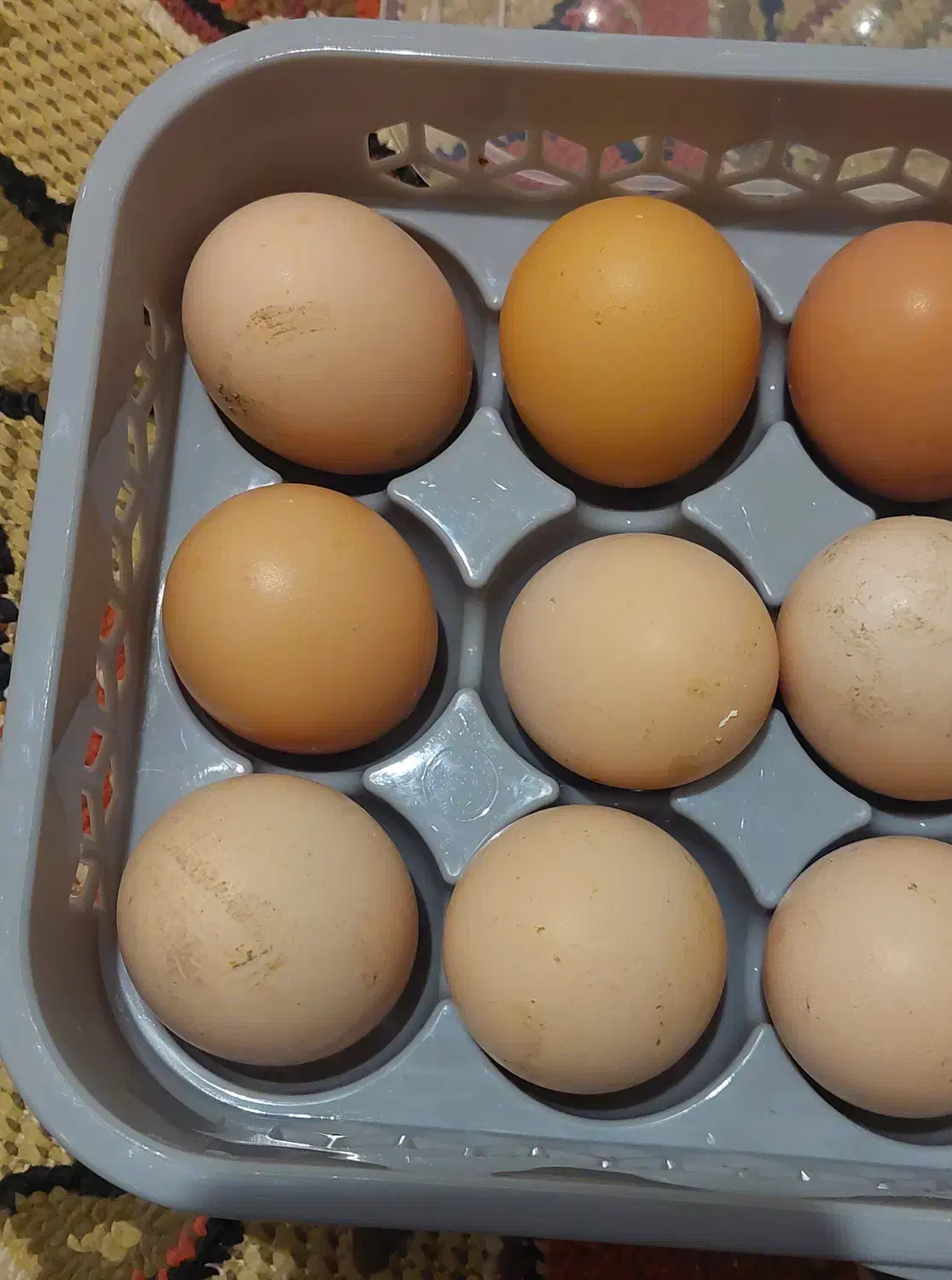 تخم مرغ محلی|خوردنی و آشامیدنی|مراغه, |دیوار