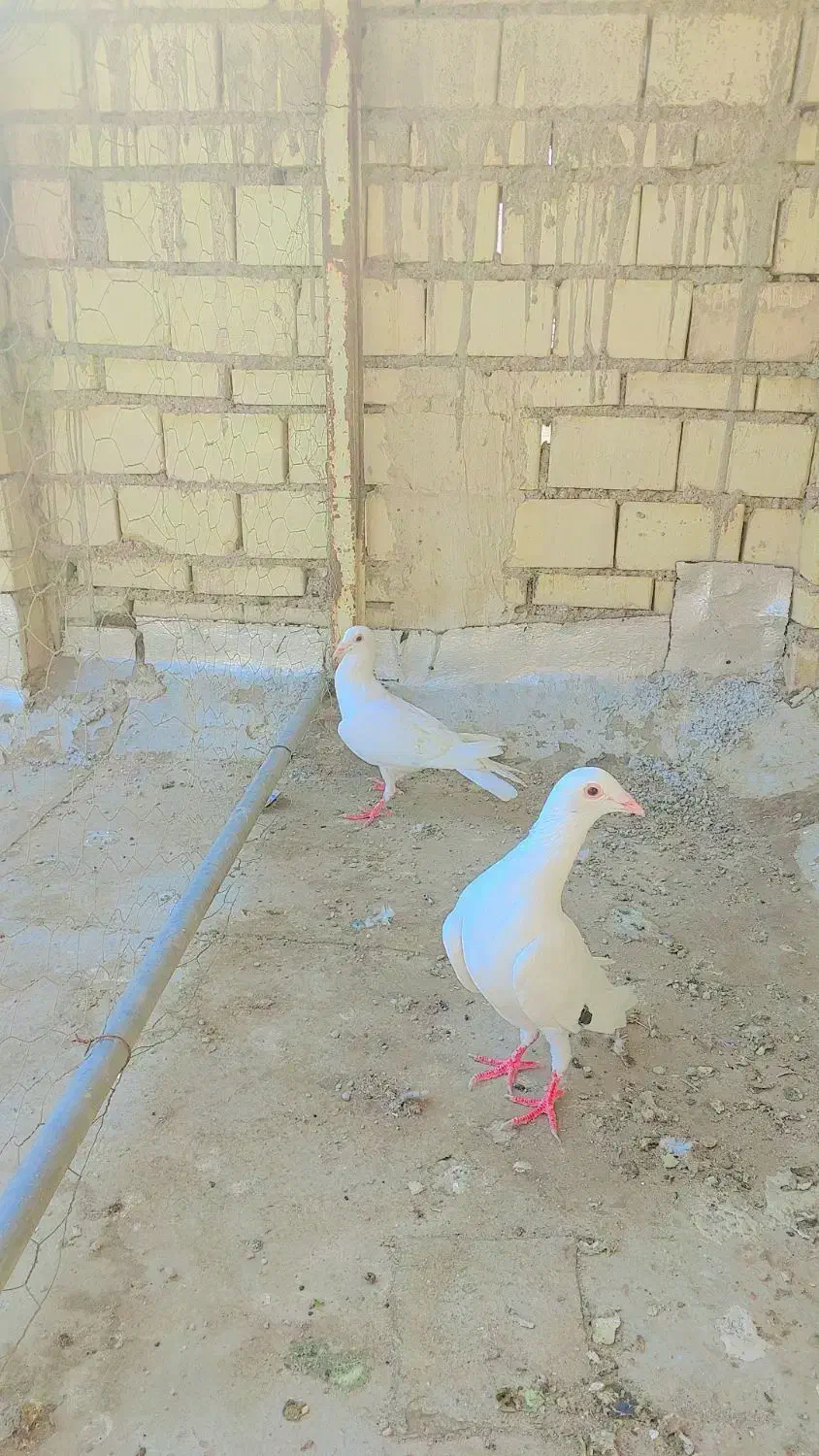 کفتر|پرنده|خرمشهر, |دیوار