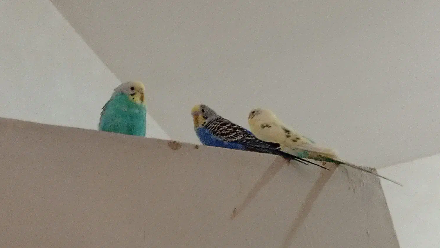 4عدد مرغ عشق|پرنده|پارسآباد, |دیوار