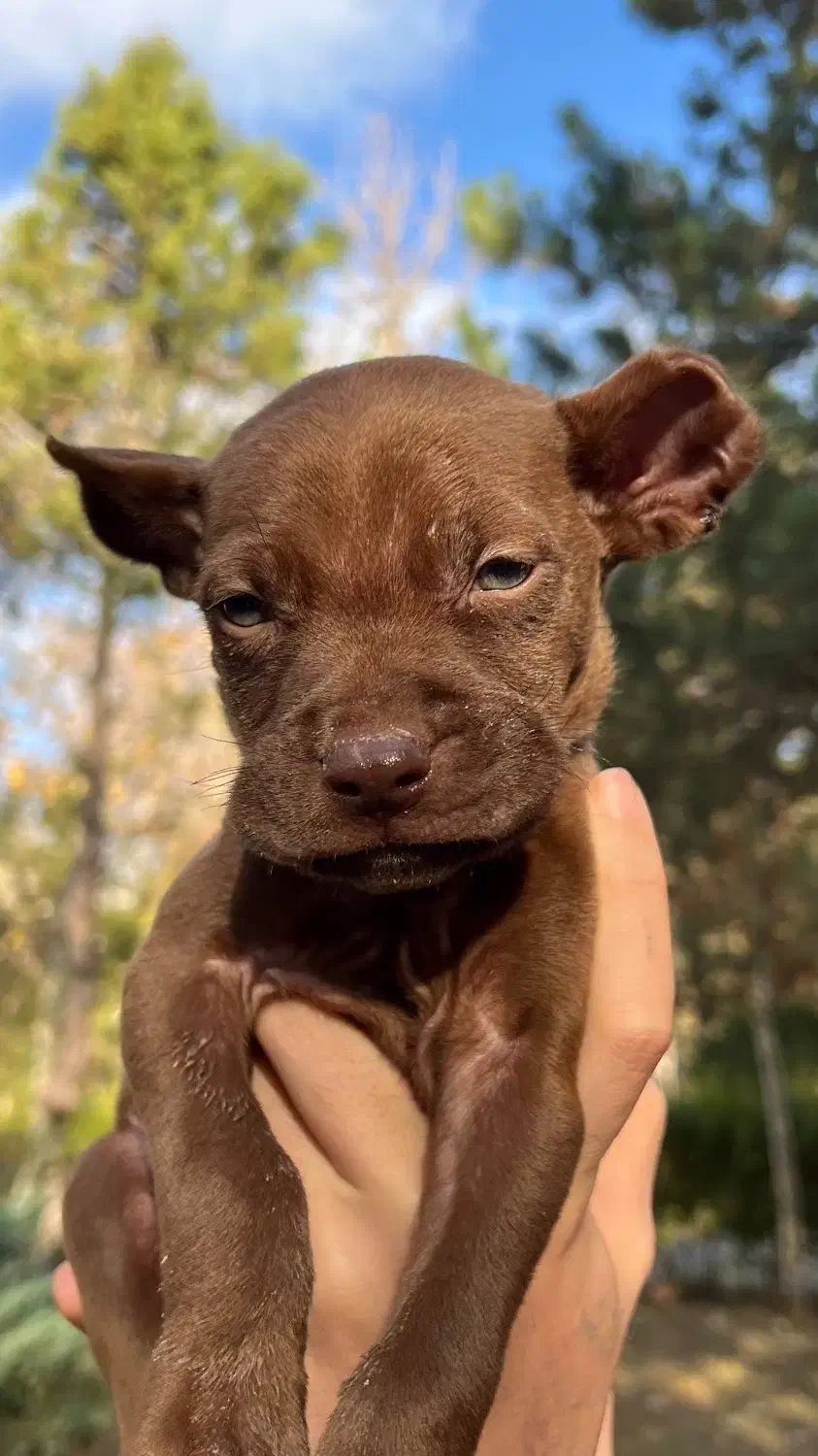 پیتبول رد نویز|سگ|اردبیل, |دیوار