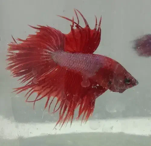 ماهی فایتر مولد|ماهی|مشهد, الهیه|دیوار