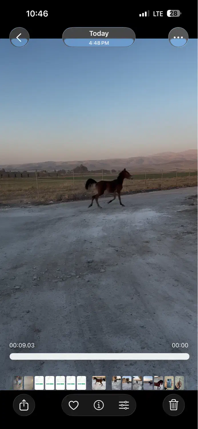 کره نریان کرد|اسب و تجهیزات اسبسواری|اراک, |دیوار