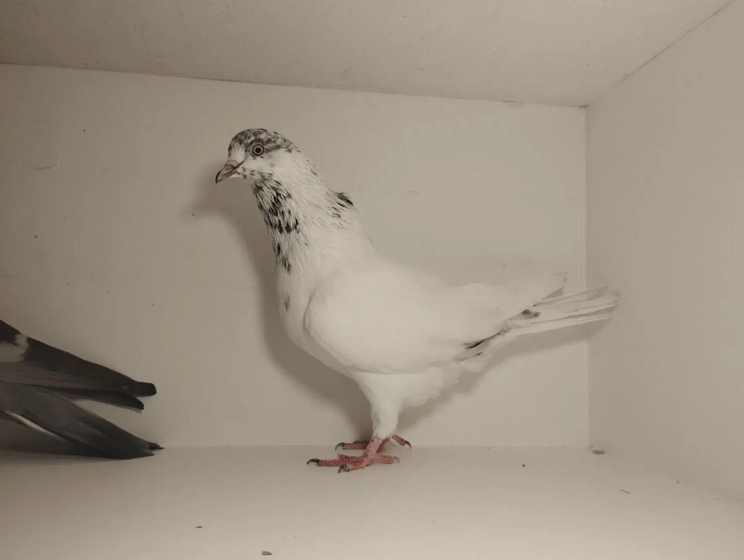 نر کله ای مست معاوضه با ماده یا فروش|پرنده|کیش, |دیوار