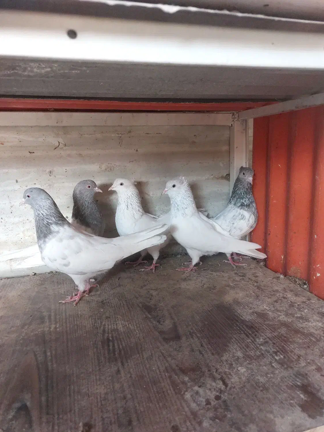 کبوتر رنگی|حیوانات|چهاردانگه (تهران), |دیوار