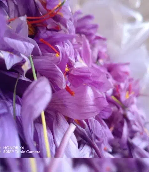 زعفران تربت ونیشابور امسال کاملاارگانیک ارسال دارم|خوردنی و آشامیدنی|شاهدشهر, |دیوار