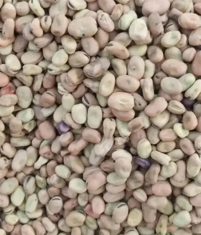 باقالی|خوردنی و آشامیدنی|نیشابور, مازول|دیوار