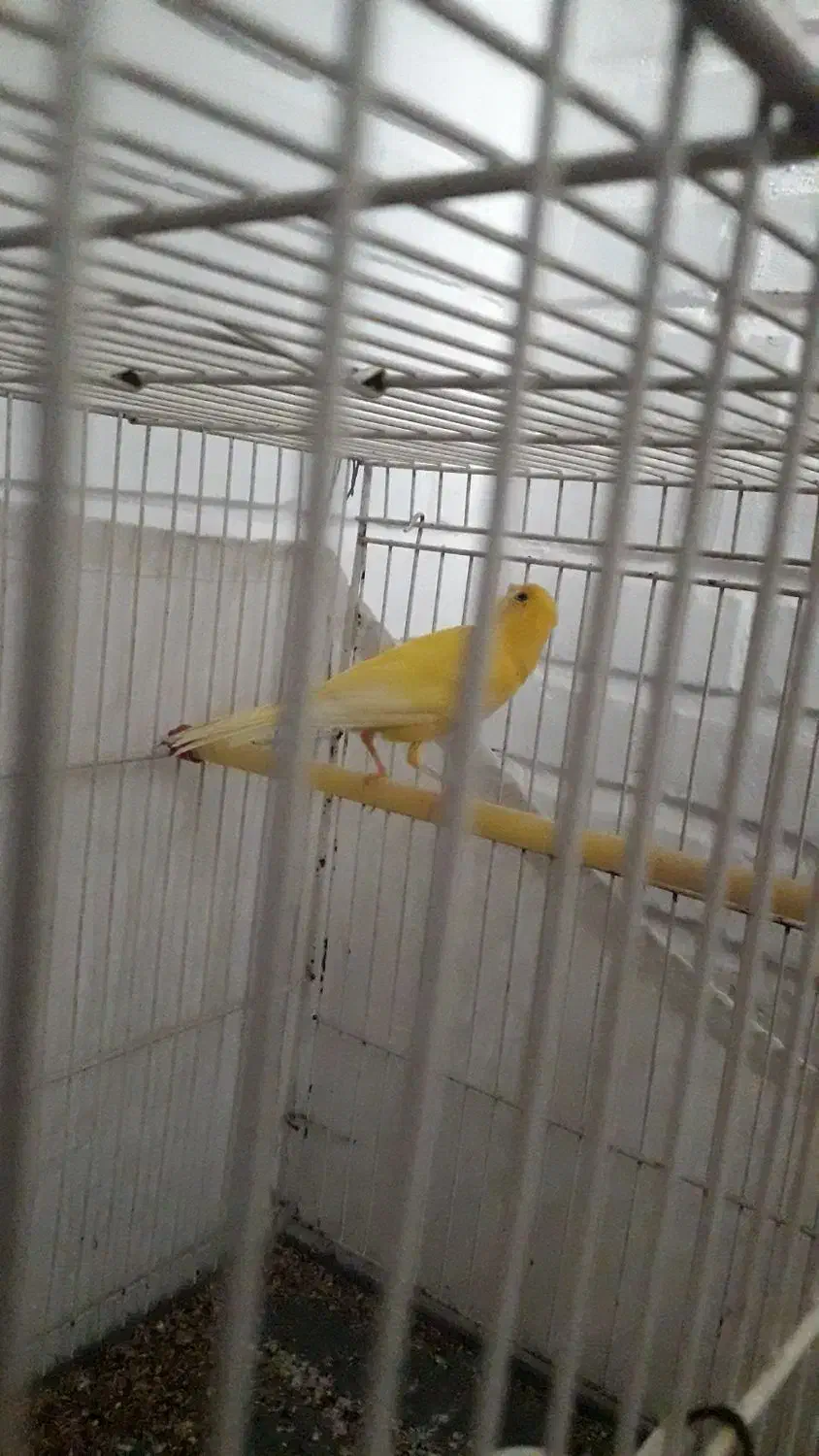 قناری نر و ماده|پرنده|شیروان (خراسان), |دیوار