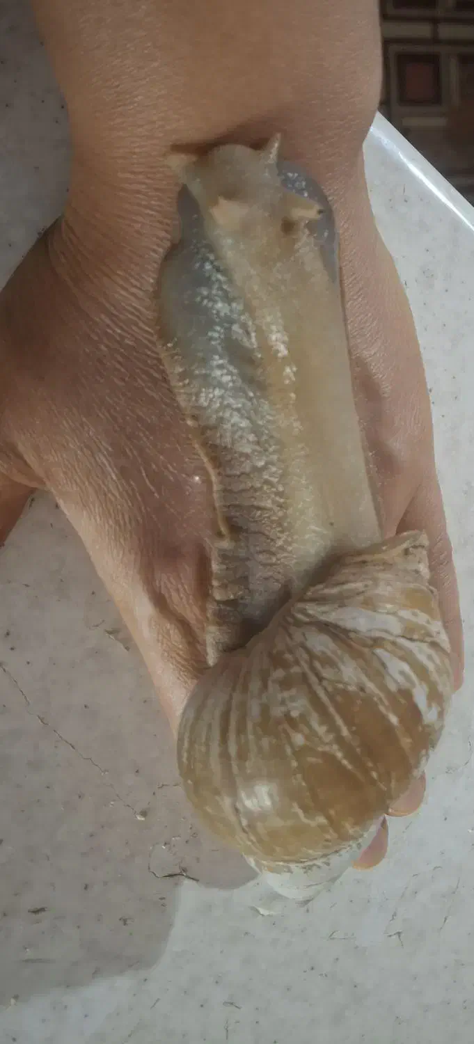 واگذاری حلزون بزرگ و مولد|خزنده|اصفهان, زیار|دیوار