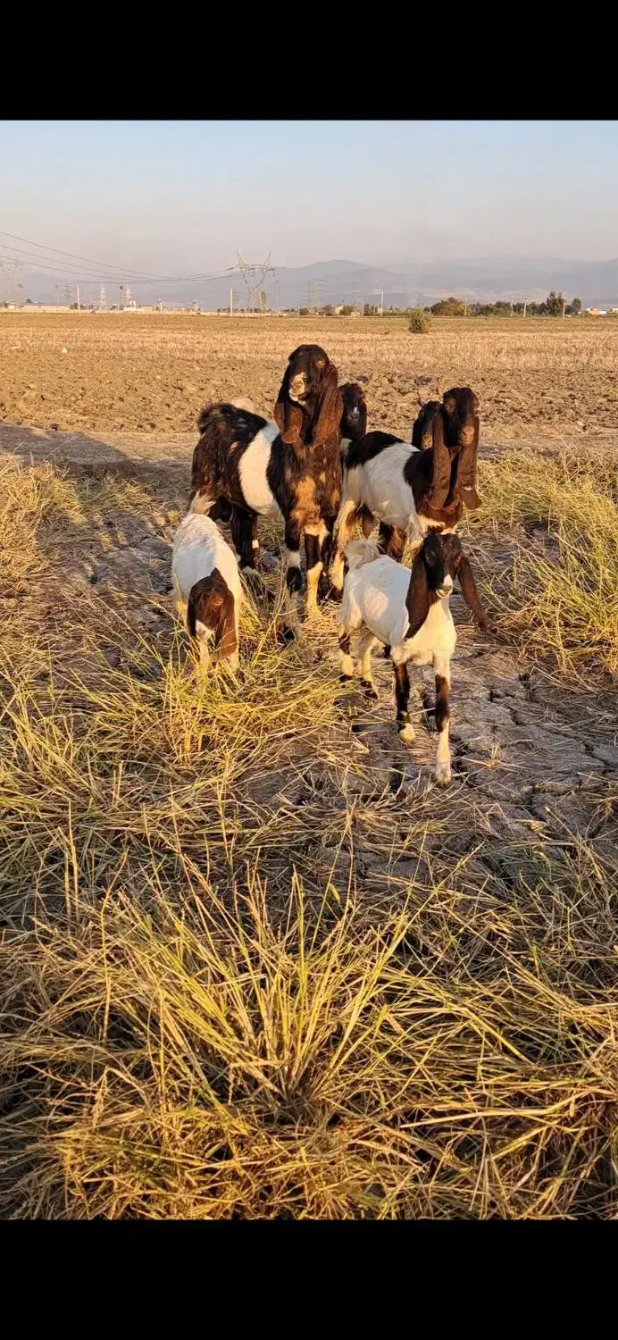 نر بز فروشی|حیوانات مزرعه|گنبد کاووس, |دیوار