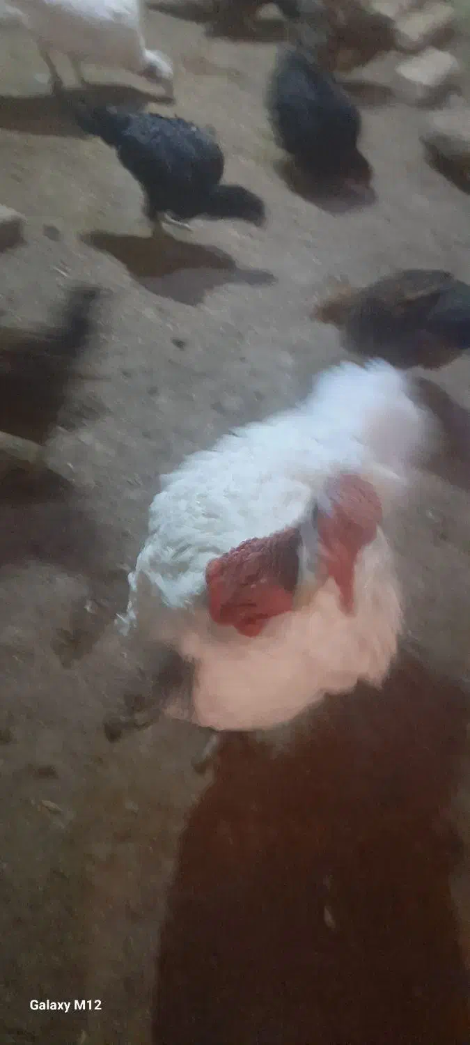 فروش مرغ و بوقلمون|حیوانات مزرعه|ابهر, |دیوار