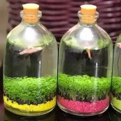 تراریوم|ماهی|ارومیه, |دیوار