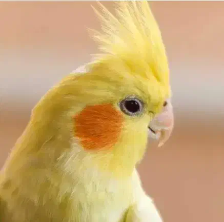 عروس هلندی|پرنده|نورآباد, |دیوار