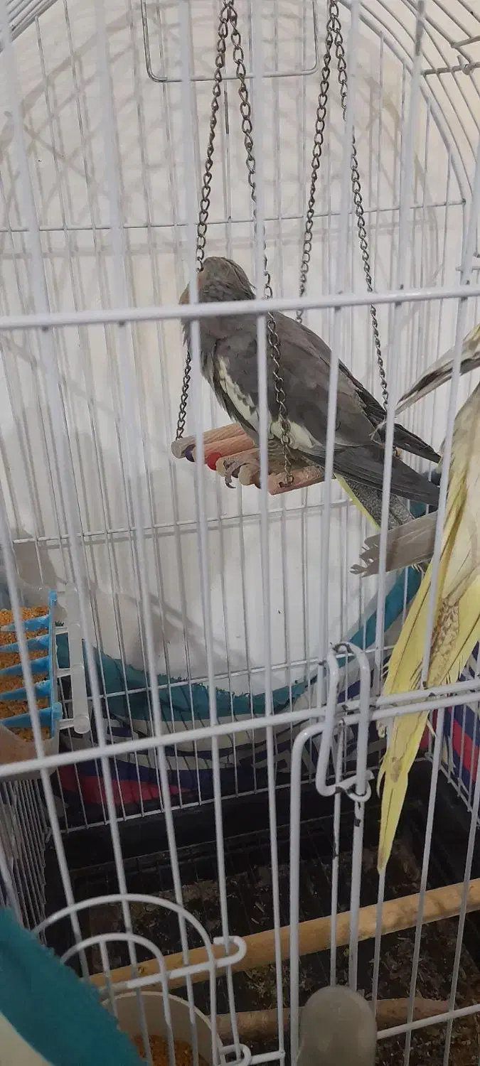 عروس هلندی گم شده|حیوانات|دهلران, |دیوار