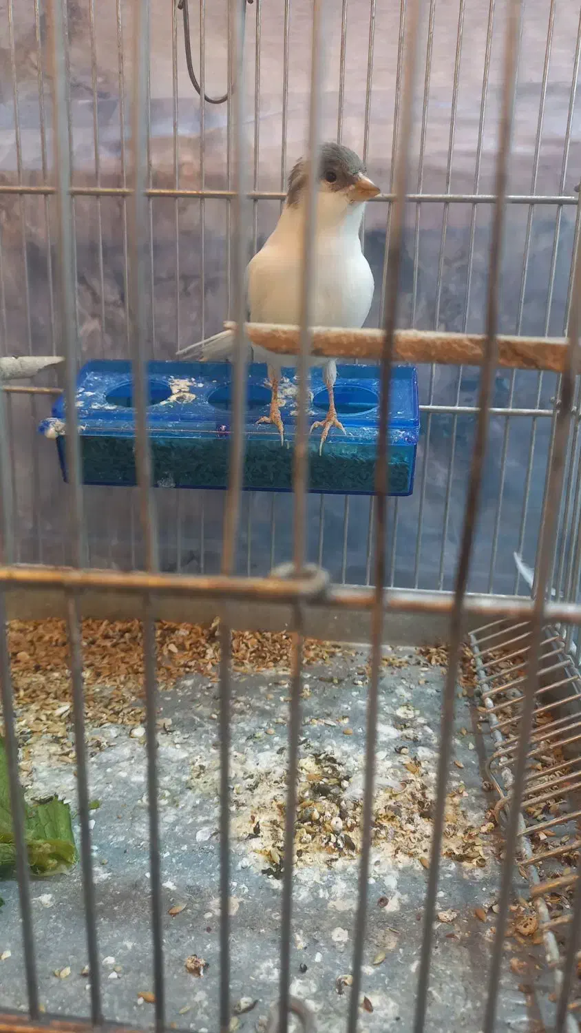 قناری نر|پرنده|وزینه, |دیوار