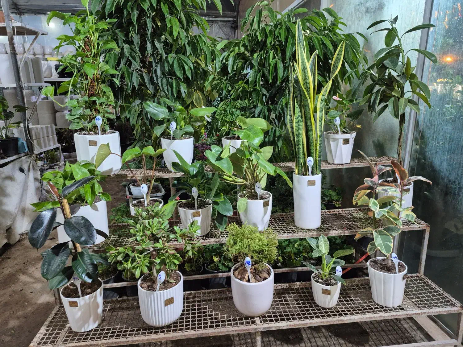 گل روز مادر *گلخانه من *|گل و گیاه طبیعی|بیرجند, |دیوار