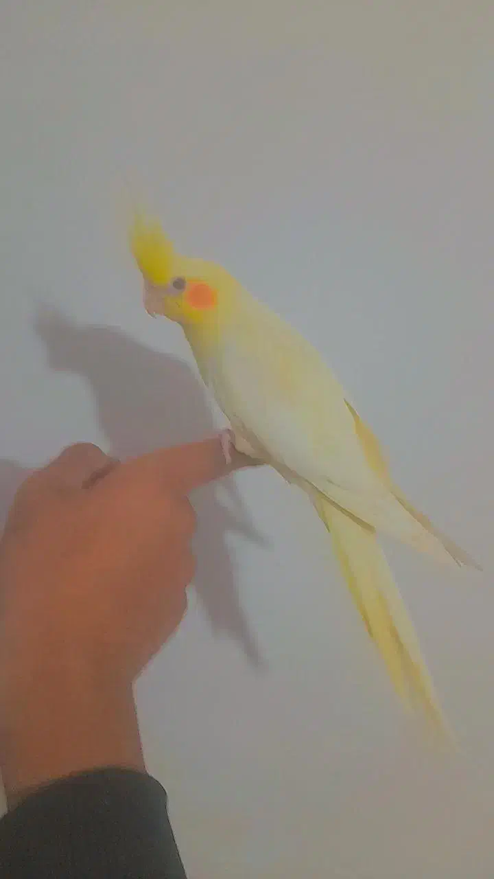 جوجه عروس دستی ، شاه تخم|پرنده|اصفهان, منتظرالمهدی|دیوار