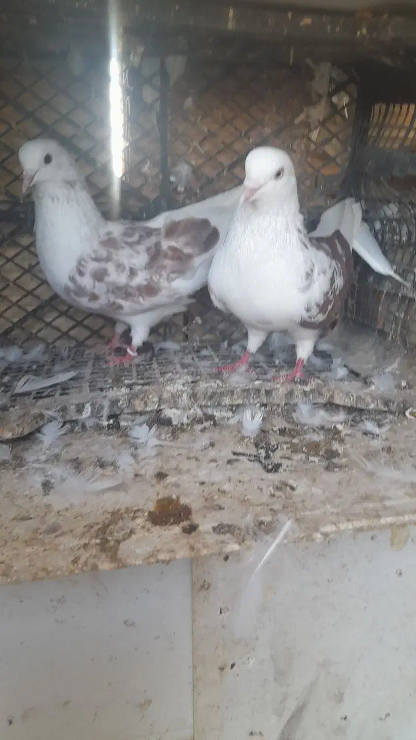 کفتر|پرنده|آق قلا, |دیوار