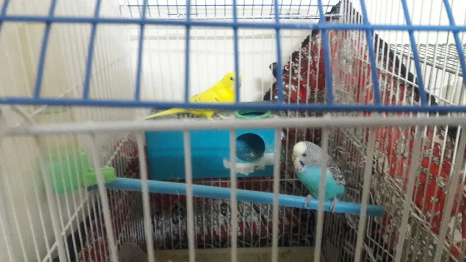 دوعد مرغ عشق زیبا نروماده جفت ۴۵۰|پرنده|برخوار, |دیوار