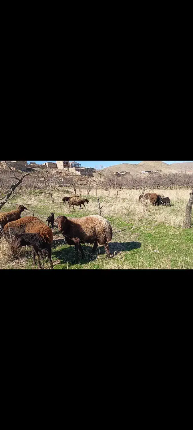 قوچ|حیوانات مزرعه|فیروزه, |دیوار