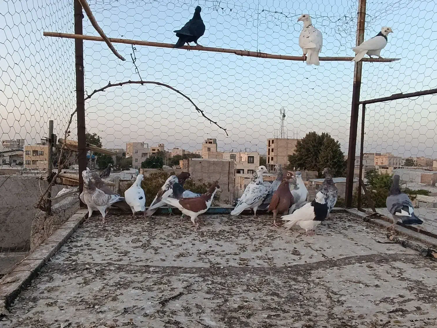 کبوتر پرشی|پرنده|الوند, |دیوار