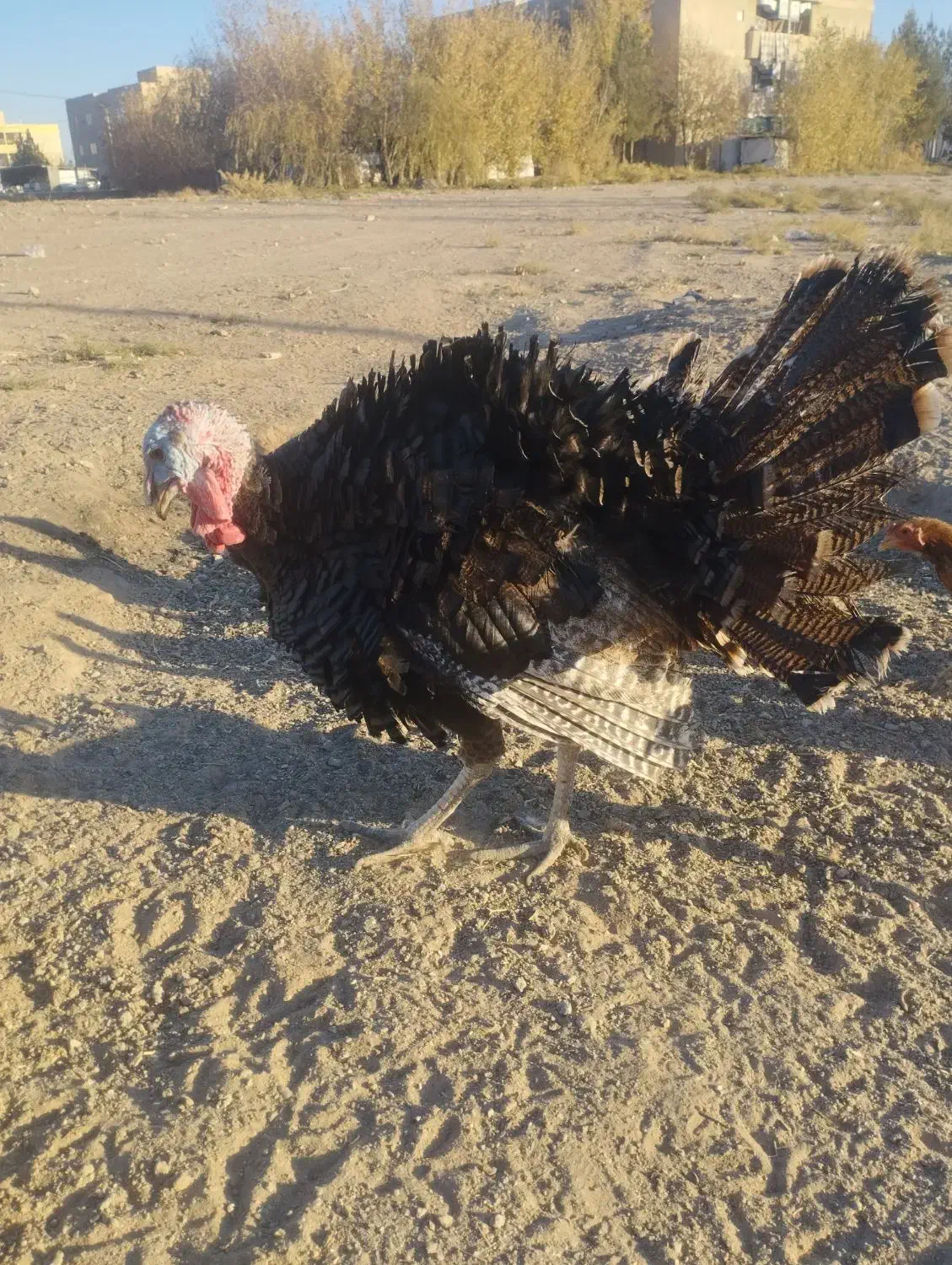 بوقلمون نر|حیوانات مزرعه|سیرجان, |دیوار