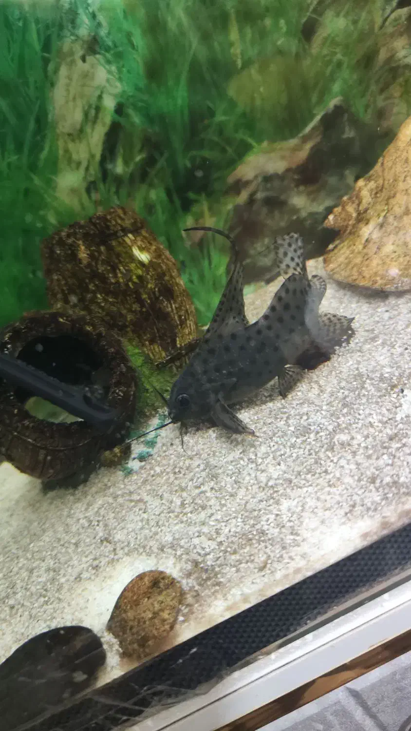 دو عدد ماهی گورامی و کت خرگوشی|ماهی|خورموج, |دیوار