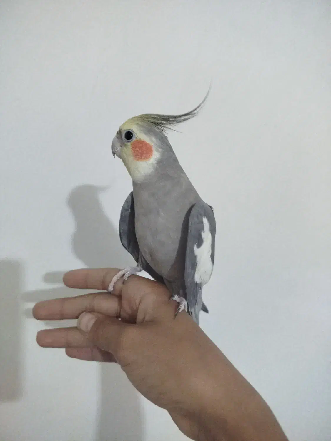 عروس هلندی فول رام سخنگو|پرنده|فردوس (خراسان), |دیوار