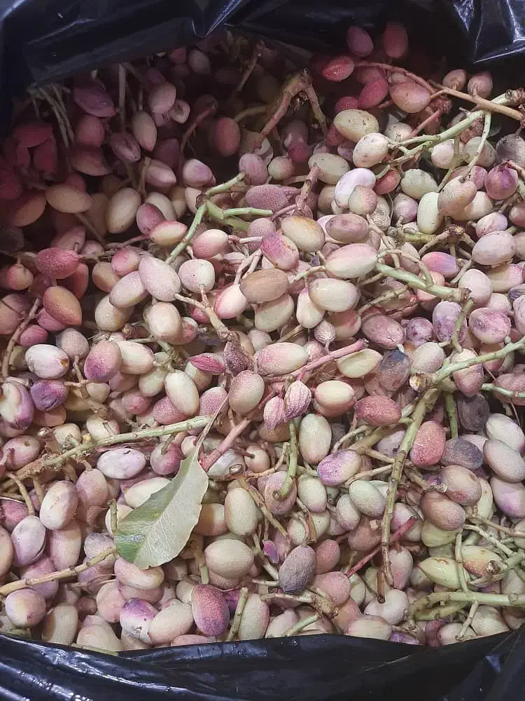 فروش باغ شهری نزدیک شیراز|فروش خانه و ویلا|شیراز, بید زرد|دیوار