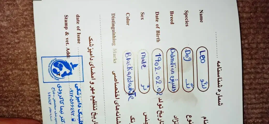 واگذاری رایگان سگ شکاری|سگ|تنکابن, |دیوار
