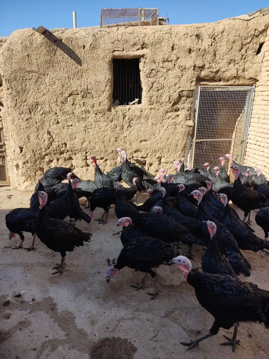 بوقلمون سیاه محلی (عجب شیر)|حیوانات مزرعه|عجب شیر, |دیوار