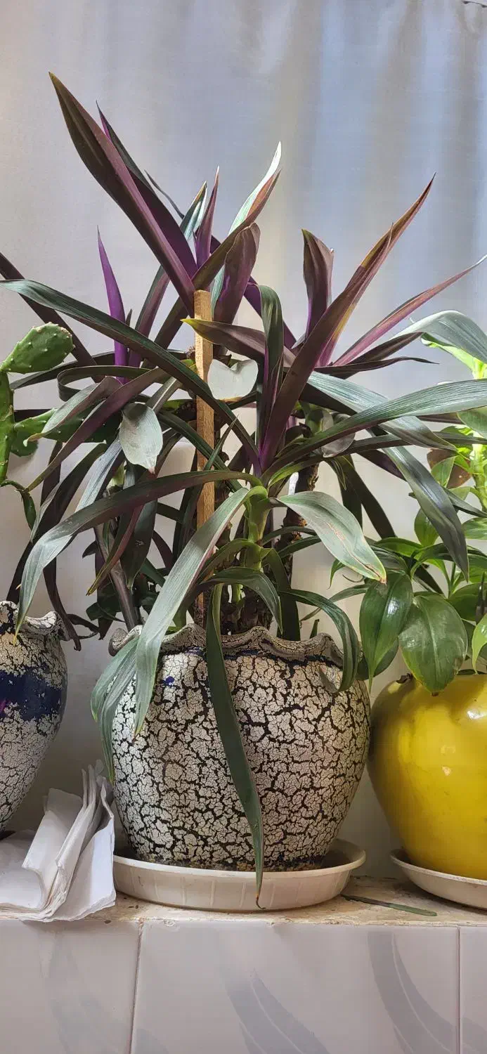 فروش گل|گل و گیاه طبیعی|سنندج, |دیوار