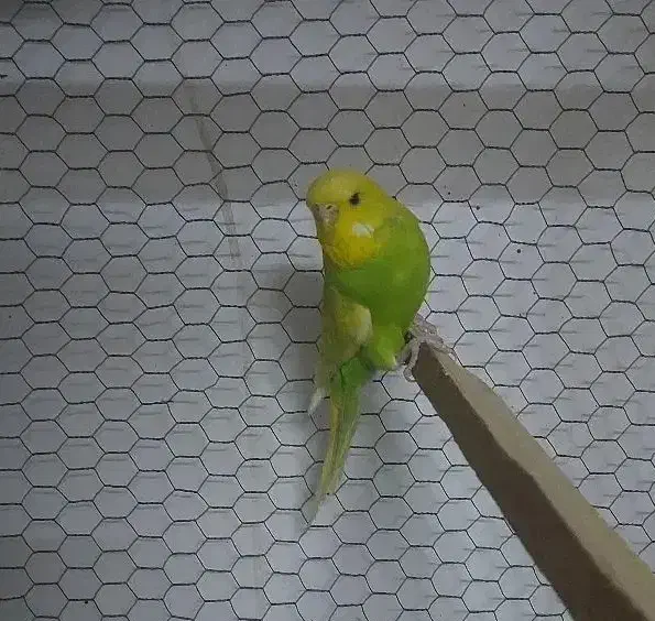 مرغ عشق انگلیسی|پرنده|مشهد, آبکوه|دیوار