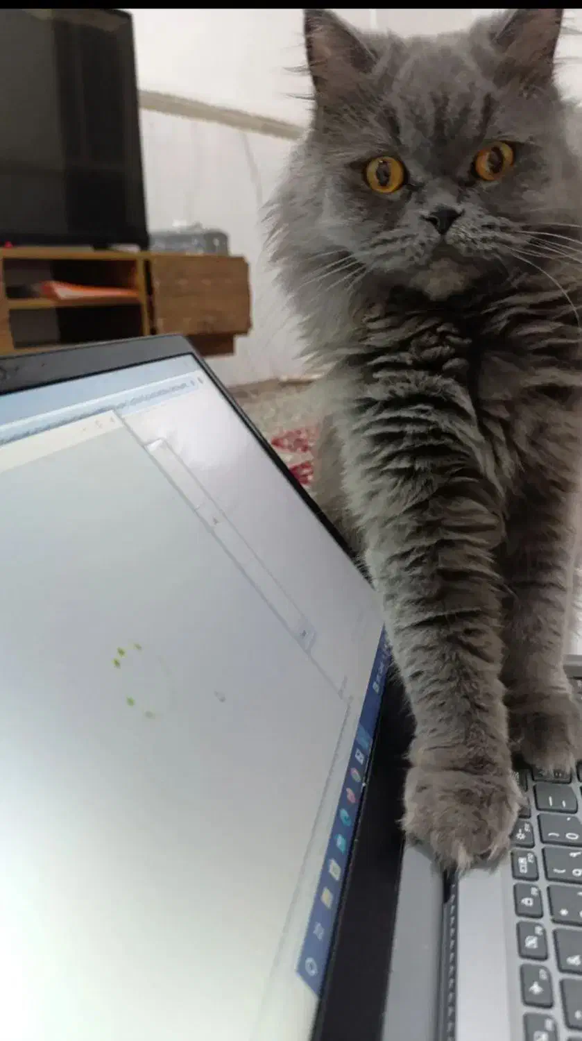 گربه ماده جهت جفتگیری نژاد پرشین بریتیش|گربه|کرمان, |دیوار