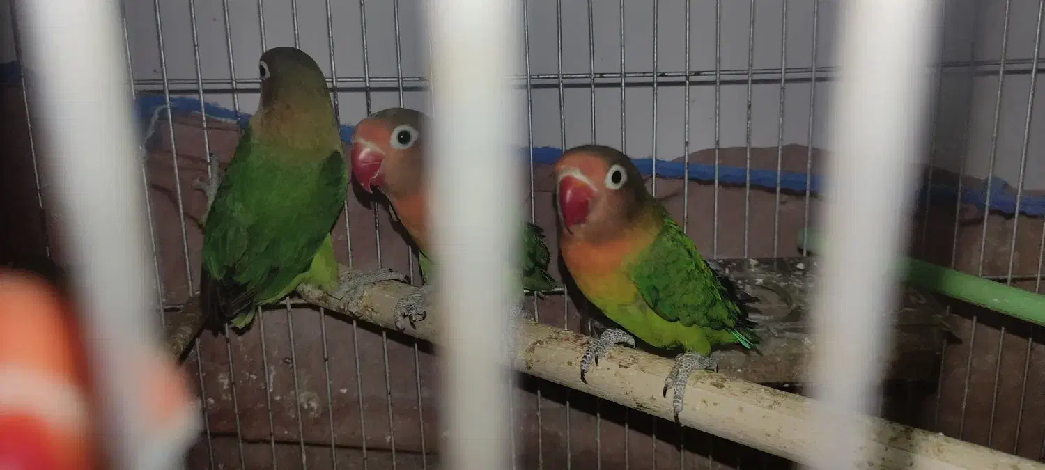 کوتوله برزیلی چنگ قرمز|پرنده|پاسارگاد, |دیوار