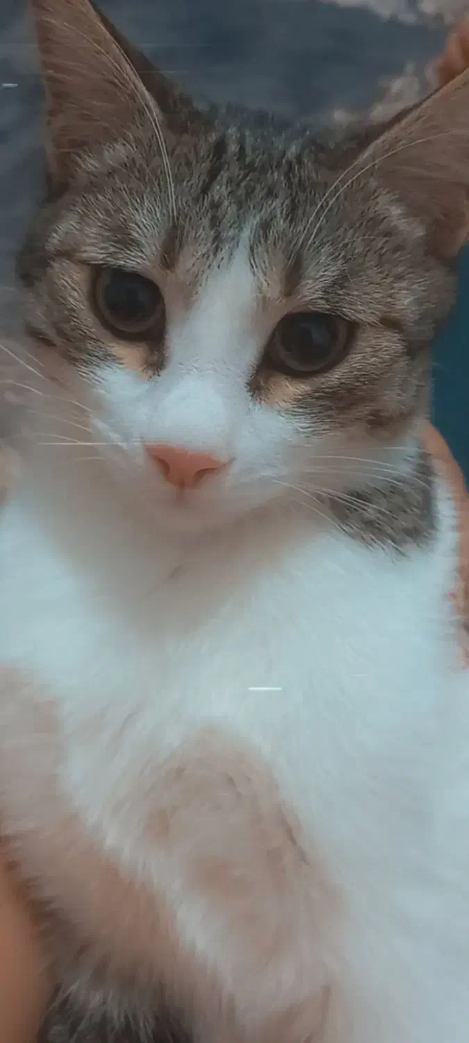 گربه|گربه|میامی, |دیوار