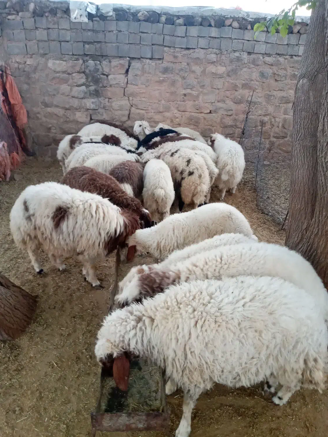 بره|حیوانات مزرعه|چوار, |دیوار