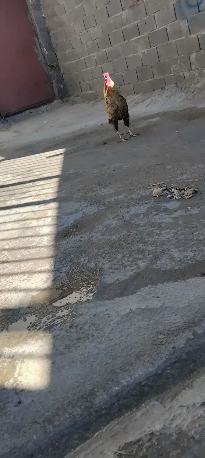 خروس|پرنده|خرم‌آباد, |دیوار