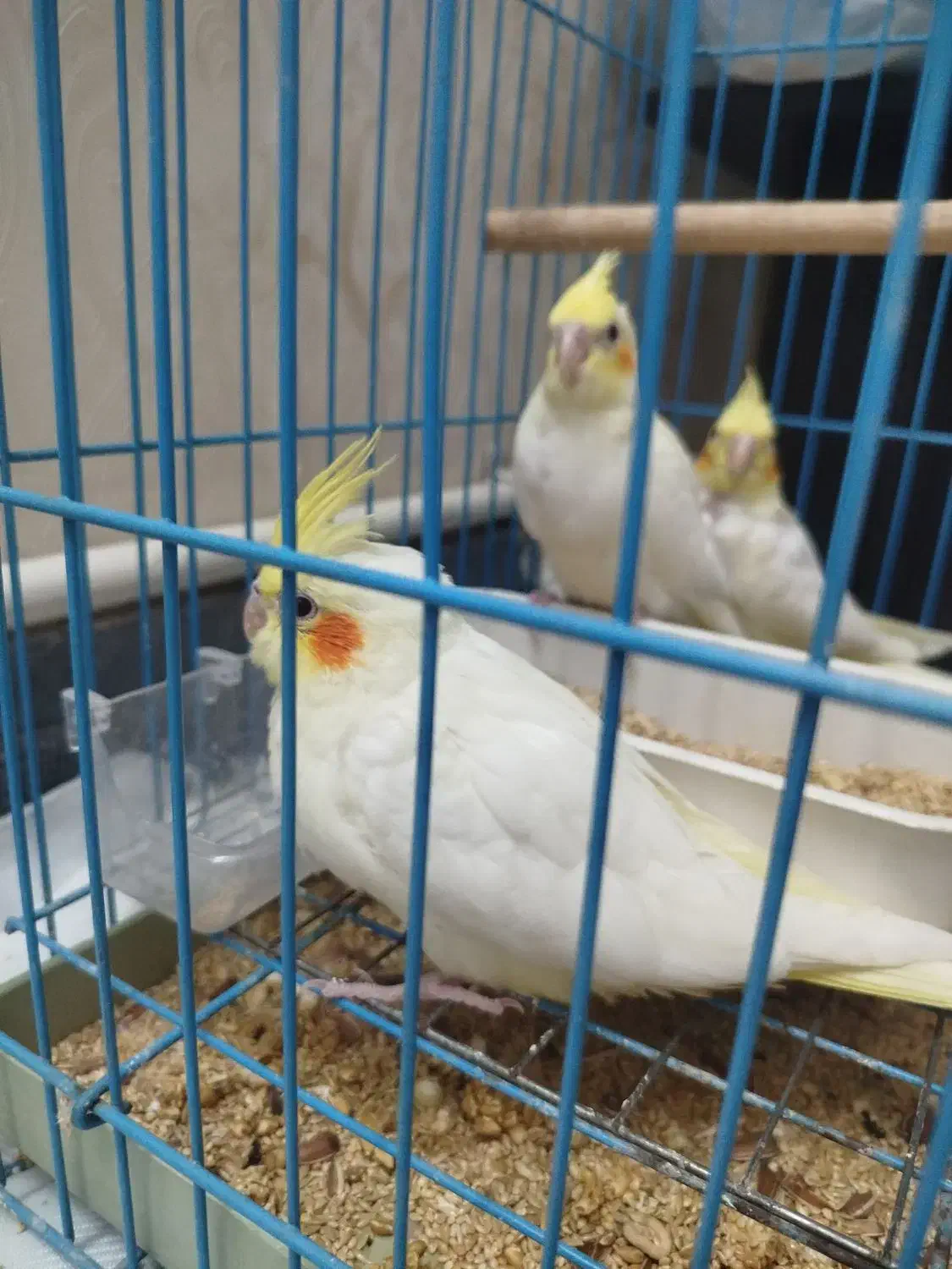 عروس هلندی سرلاکی و دون خور|پرنده|قدس, شهر‌قدس|دیوار