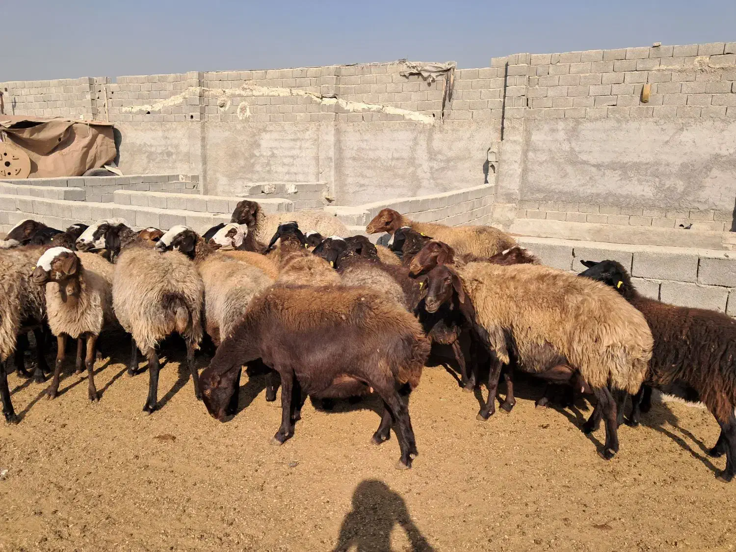 ۲۶ راس میش افشاری جوان آبستن سنگین بره دار|حیوانات مزرعه|شهریار, شهریار|دیوار