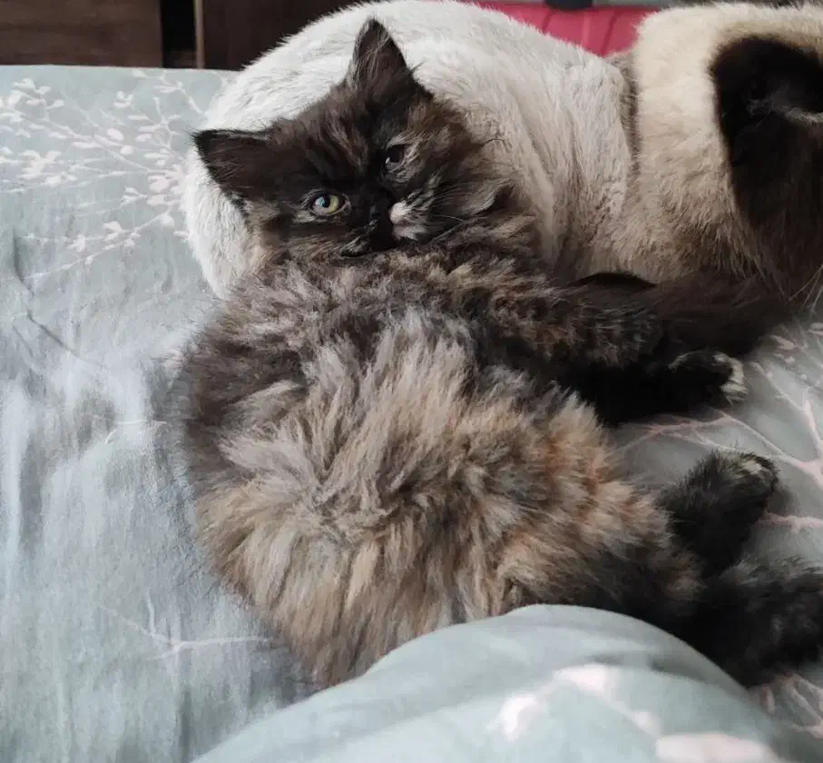 گربه پرشین اسکاتیش|گربه|کرج, فاز ۴ مهرشهر|دیوار