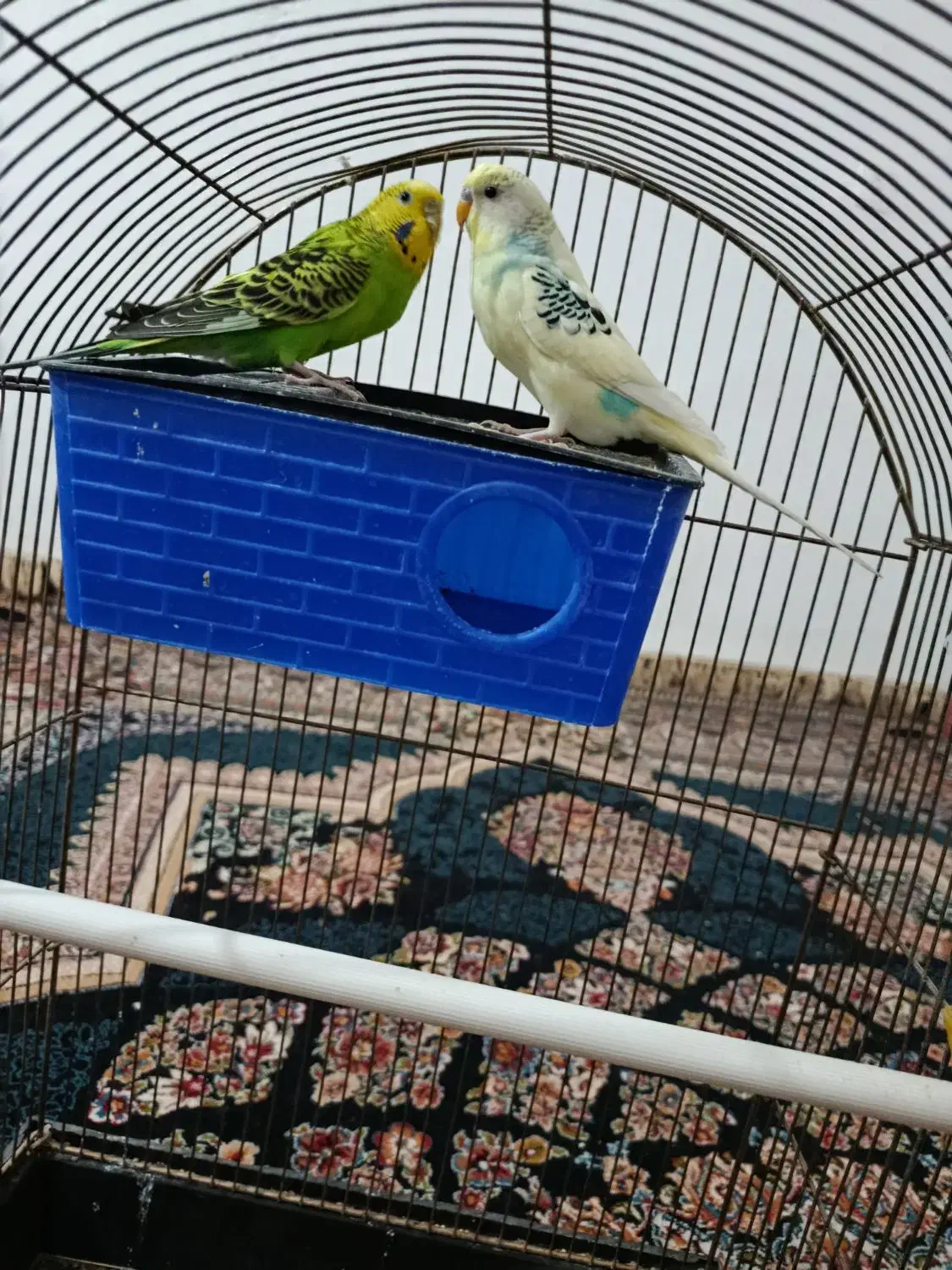 مرغ عشق|پرنده|فریدونشهر, |دیوار