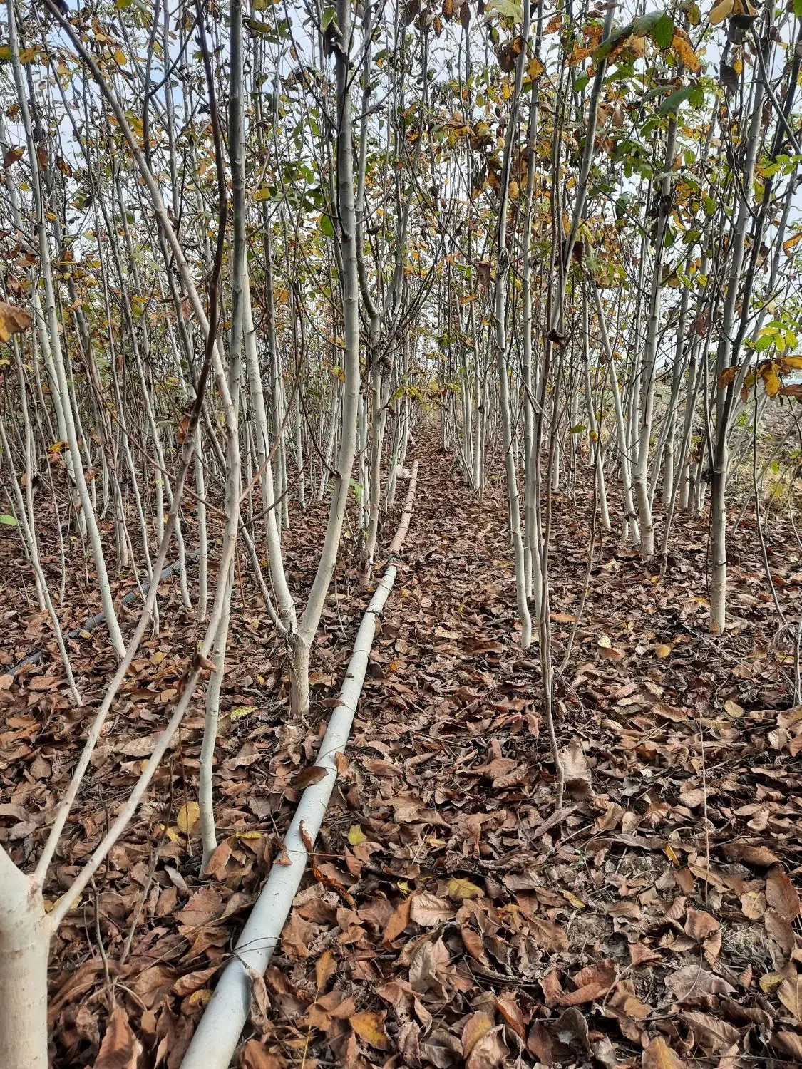 خرمالو گردو|گل و گیاه طبیعی|دلند, |دیوار