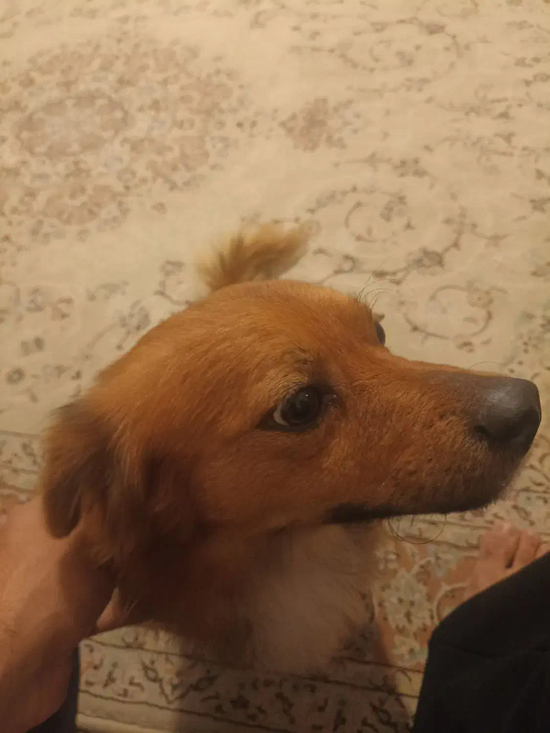 سگ پیدا شده|سگ|نشتارود, |دیوار