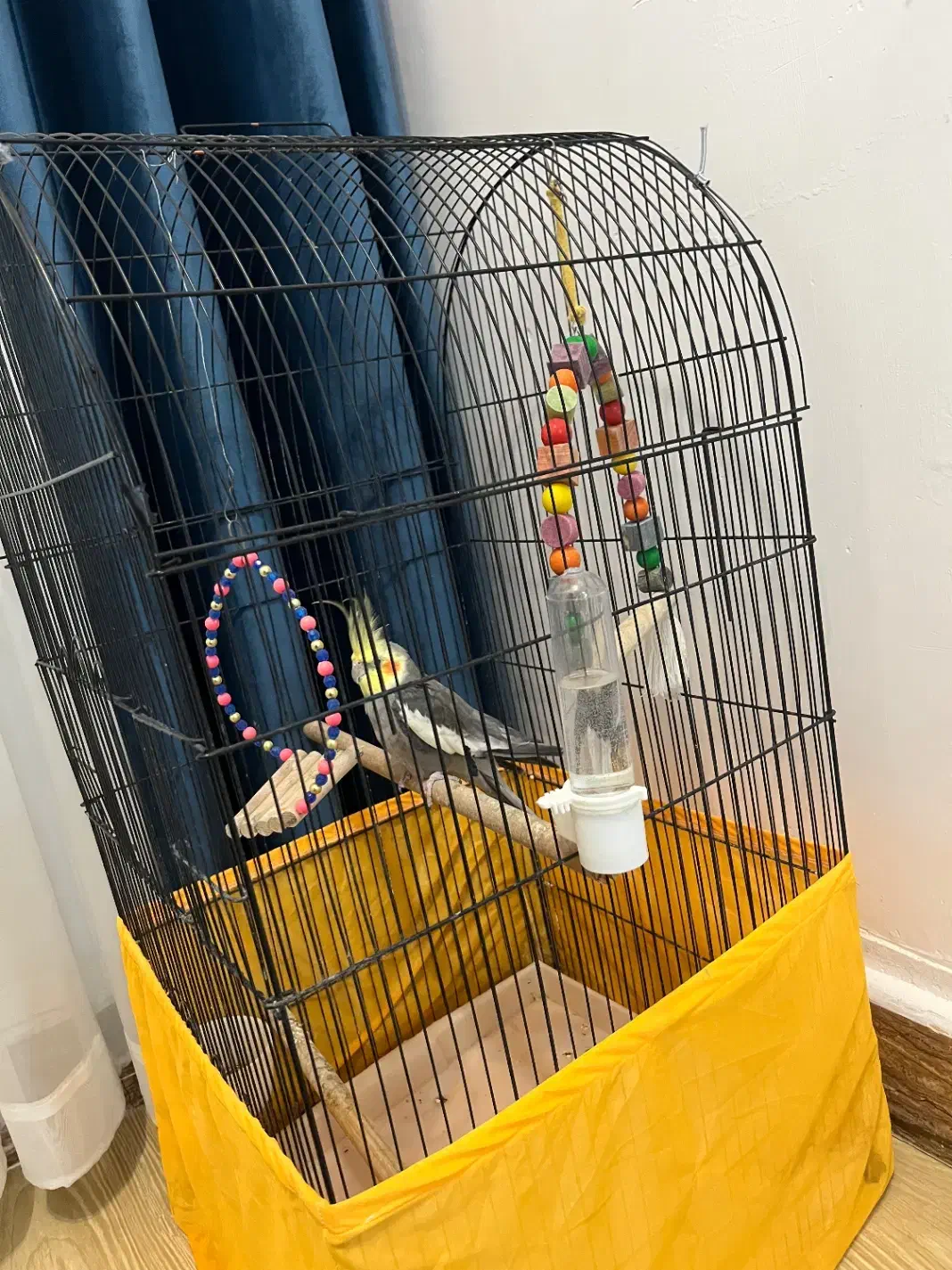 عروس هلندی|پرنده|کیاشهر, |دیوار